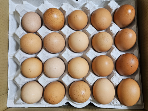 ✨個性がキラリ✨平飼いごちそう卵【あかねの虜】規格外品（40個入） 28歳2児の母がプロデュースする話題の卵【👑大手検索サイト「福岡 卵」表示ランキング１位の農場です👑】