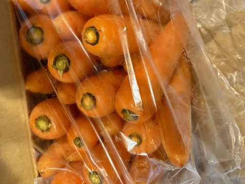 【深雪から掘った！】甘～い！雪下にんじん　5kg