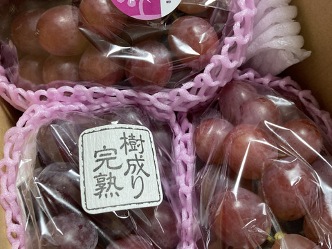 規格外！　長野県限定！数量限定！☆訳ありクイーンルージュ®︎☆ 家庭用２〜４房　１kg箱