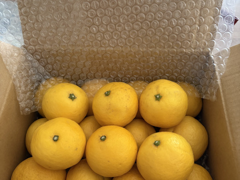 🍊　初夏の爽やかな味わい！『伊豆特産ﾆｭｰｻﾏｰｵﾚﾝｼﾞ』  Sｻｲｽﾞ・少量プラン    ご家庭で・ご贈答に！　約 ２㎏