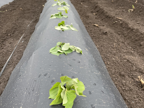 ≪≪予約受付中≫≫ねっとり濃厚【安納芋】3㎏　農薬・化学肥料不使用栽培