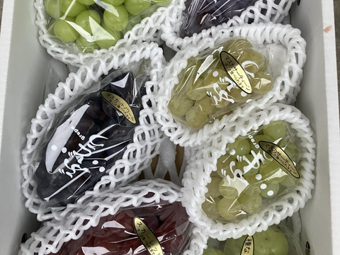 6種夢ぶどうセット　シャインマスカットと愉快な仲間たち　6種合計2.5キロ以上　富士の輝入！