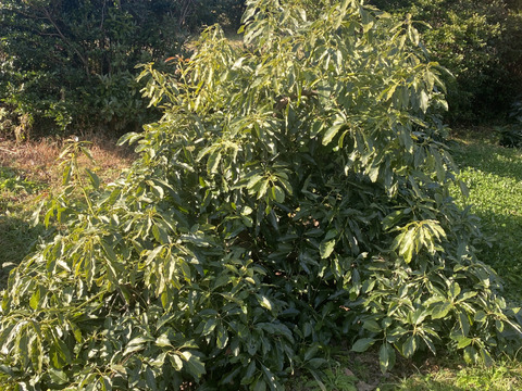 国産アボカド「ウィンターメキシカン」３個