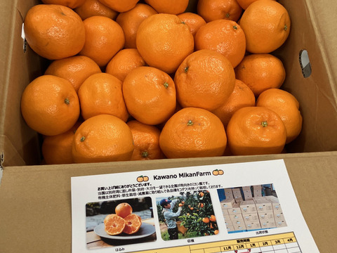 10kg 実がプリプリ！熟成された完熟の「はるみ」