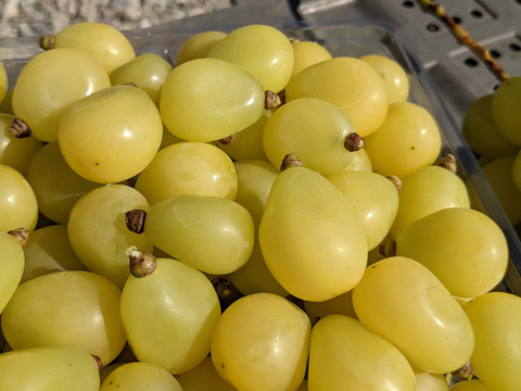 粒でも美味しいシャインマスカット粒パック1kg