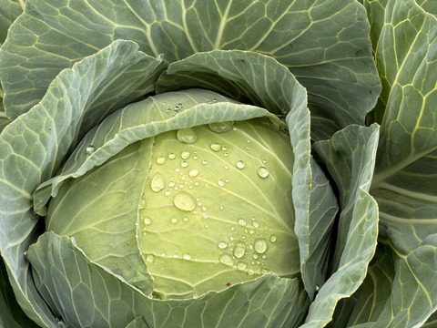 【もぎたて】甘みたっぷり兵庫県産新鮮野菜キャベツをお届け(3玉入)