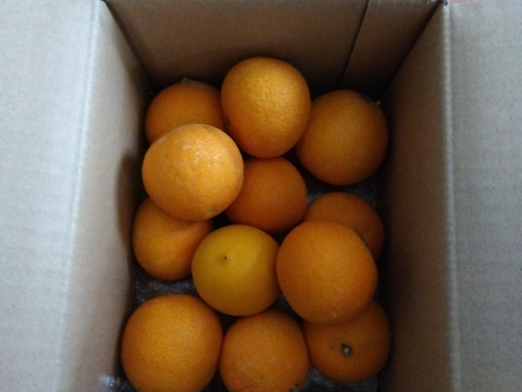 マニアが好む小粒マドンナ　　箱込約2㌔