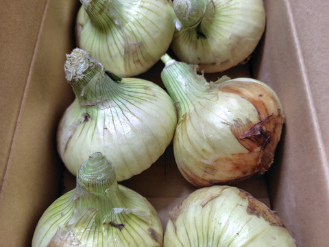 🧅新玉ねぎ2kg🧅シャーロットオニオン　淡路島極熟玉葱　今が旬‼️ 特別栽培農産物