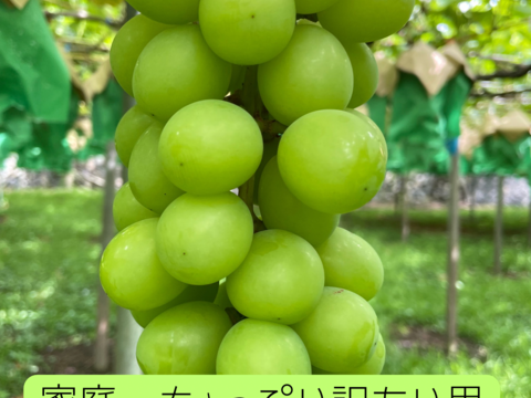 クール便🟢家庭用🟢ちょっぴり訳あり☆朝どれ種なしシャイン