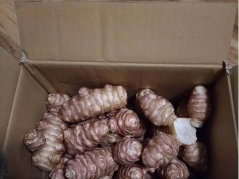 【大きい！仮洗浄済み！】イヌリンたっぷり♪香川県産紅キクイモ　4kg(きくいも、菊芋)