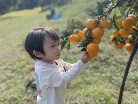 【農薬不使用】熊本産早生みかん10kg