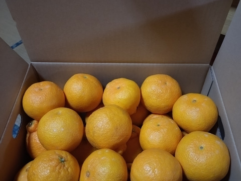 不知火(小玉)箱込み約3kg