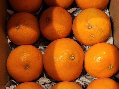 【(株)人にやさしく様用】【売り切り価格！祝！愛媛県出身たくろうM-1優勝セール！！無くなるまでやります！】愛媛が誇る高級柑橘　ふぞろいのまどんなたち　8kg×2箱（80個前後）（ご家庭用）