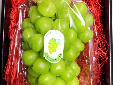 【ギフト専用】シャインマスカット 1房 糖度１８度越え 皮ごとガブっと 秋田県産 ハロウィン お菓子 ケーキ プレゼント 誕生日  ギフト