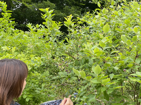 グルテンフリー　自然栽培米とブルーベリーのパン