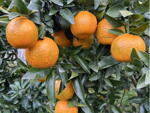 みかんより糖度の高い「ちえポンカン」　１０㌔