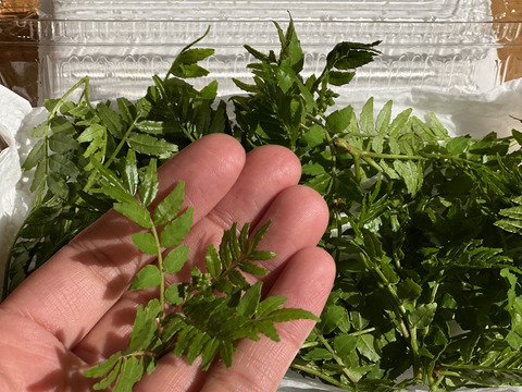 天然の木の芽（山椒の新芽）花山椒入り 30g 約300枚