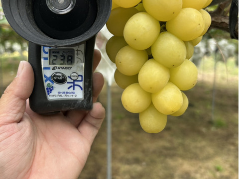 まるせい果樹園のぶどう　　ゴールデンシャイン(ハニーシャインマスカット、金色シャインマスカット)シャインマスカット　1ｋ　(1~4房)　自家用　贈答用答用　oｓ5