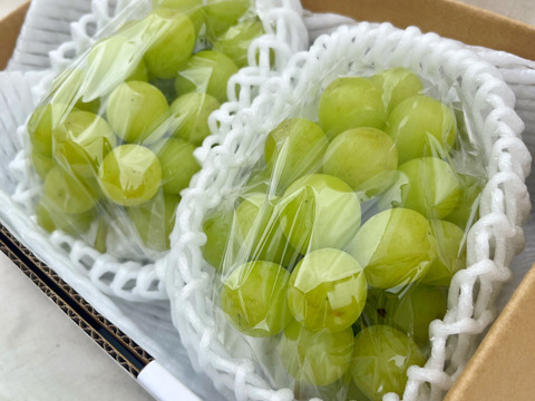 不揃いでも味は極上！🟢期間限定！シャインマスカット🟢ご家庭用 【2房-約800g】