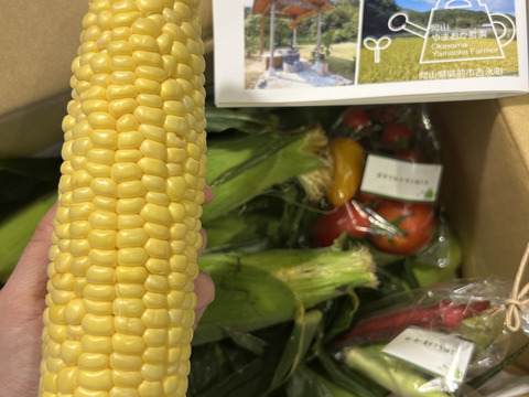 🌽サニーショコラ・ライラ 10本入り🌽 甘くて後味すっきり
