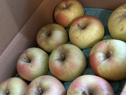 青森県産『ぐんま名月』 家庭用🍏 糖度15度以上！甘～い！ 3㎏k(8～12玉)  【令和8年産早期予約受付！】