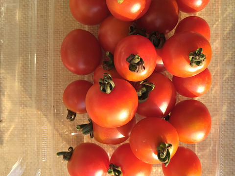 「固定種　ステラ」甘い！ミニトマト 1kg