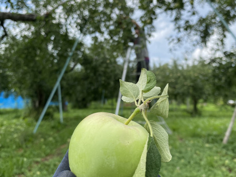 果汁たっぷり！家庭用サンフジ3kg