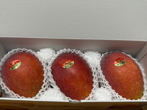 ★数量限定★沖縄県産 完熟マンゴー1kg（2~3玉）！