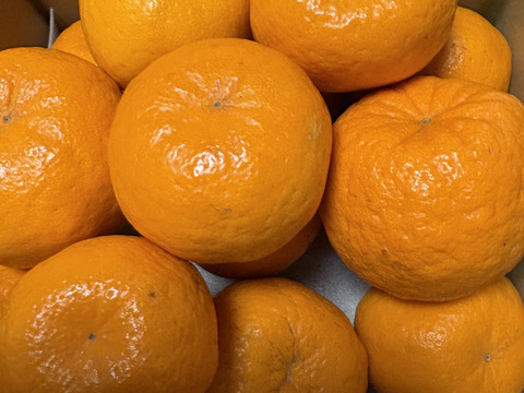 【濃厚な甘い香りとコク】ポンカン（２㎏・ご家庭用）