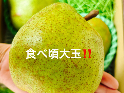 【限定５箱】食べ頃出荷‼️山形特産ラフランス【大玉2キロ満杯詰】