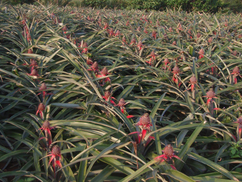 独自栽培！桃のような甘い香り！完熟ピーチパイン『沖縄県西表島パイナップル』３ｋｇ（3～5個）