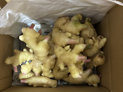 高知県産　朝採れ新生姜　訳あり1キロ