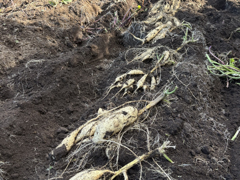 今話題の白いサツマイモ「きみまろこ」
上品な甘さとまろやかな口ざわり
2キロ入り小さめサイズミックス