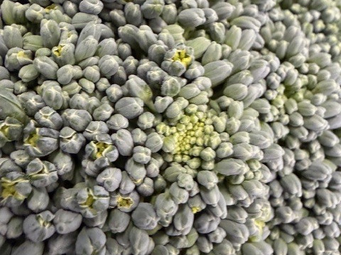 【訳あり】京都府産　甘～い♪山城のブロッコリー2株・カリフラワー1株セット