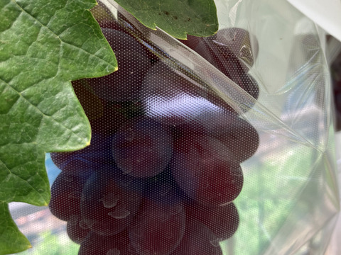 希少品種〔黒いバラード〕種なし皮ごと🍇約１ｋｇ　クール便送り