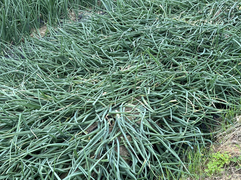 甘み香りが特徴のターザン【玉ねぎ・1キログラム　おすすめ