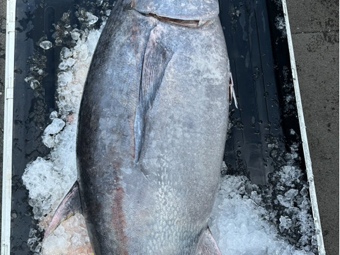 【天然】天然本マグロ/中トロ/切り分け急速冷凍/220ｇ前後【冷凍】【原体170kg】