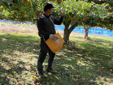 のどごし！感じるジューシーさと甘みの中に絶妙な酸味！魅力たっぷりの豊水梨【5kg】