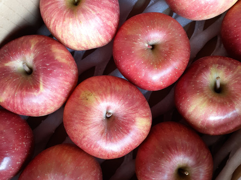 山形県産りんご 訳ありサンふじ バラ詰め10 ご家庭用 山形県産 食べチョク 農家 漁師の産直ネット通販 旬の食材を生産者直送