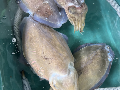 ☆海鮮パックの詰め合わせ☆　鮮魚　海の幸　津本式血抜き　瀬戸内海　天然　漁師　刺身　海産物　5個限定！