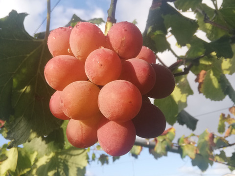 香りゆたかな　秋田の　シナノスマイル　3房　約1～1.2㎏