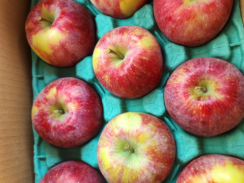 シナノリップ3キロ箱 6玉〜15玉サイズ 商品ID41076 長野県 信州 安曇野 リンゴ 幻 幻のリンゴ 予約 希少 旬