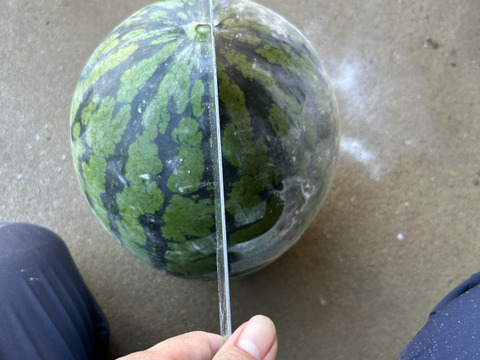 金色羅皇（こんじきらおう）7〜8kg