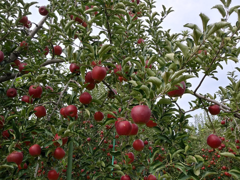 あいかの香り5kg15~20玉