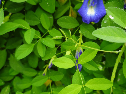 秋の自然栽培野菜LLセット7種類〜《12月、自然栽培野菜5.5kg前後80サイズ》朝採りで超新鮮［季節の固定種在来種専門農家だからできる］淡路島から初収穫固定種人参いり