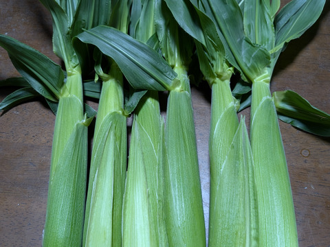 ヤングコーン70本みやぽん様用