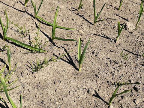 【大阪万博記念価格】農薬化学肥料不使用　にんにく『福地ホワイト』1kg　大阪産　サイズ混合