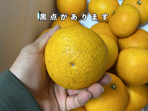 【愛媛県中島産】果汁たっぷり清見オレンジ　サイズ混合10キロ