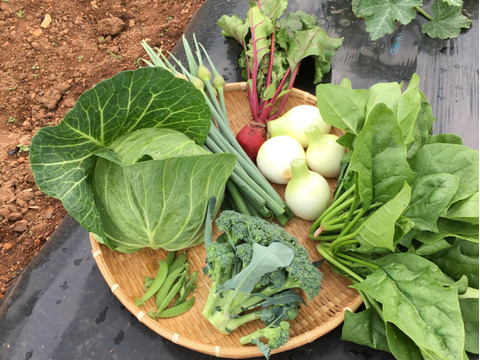 旬のおまかせ野菜セット🥦5品目〜7品目