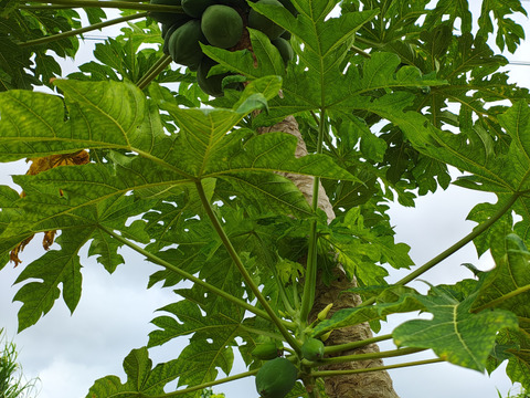 パパイン酵素たっぷり!!沖縄の青パパイヤ1ｋｇ